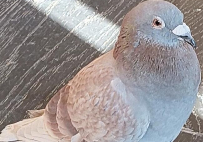 ����Ԫ�����׹���Ļ �ھ���筳��ٹ���