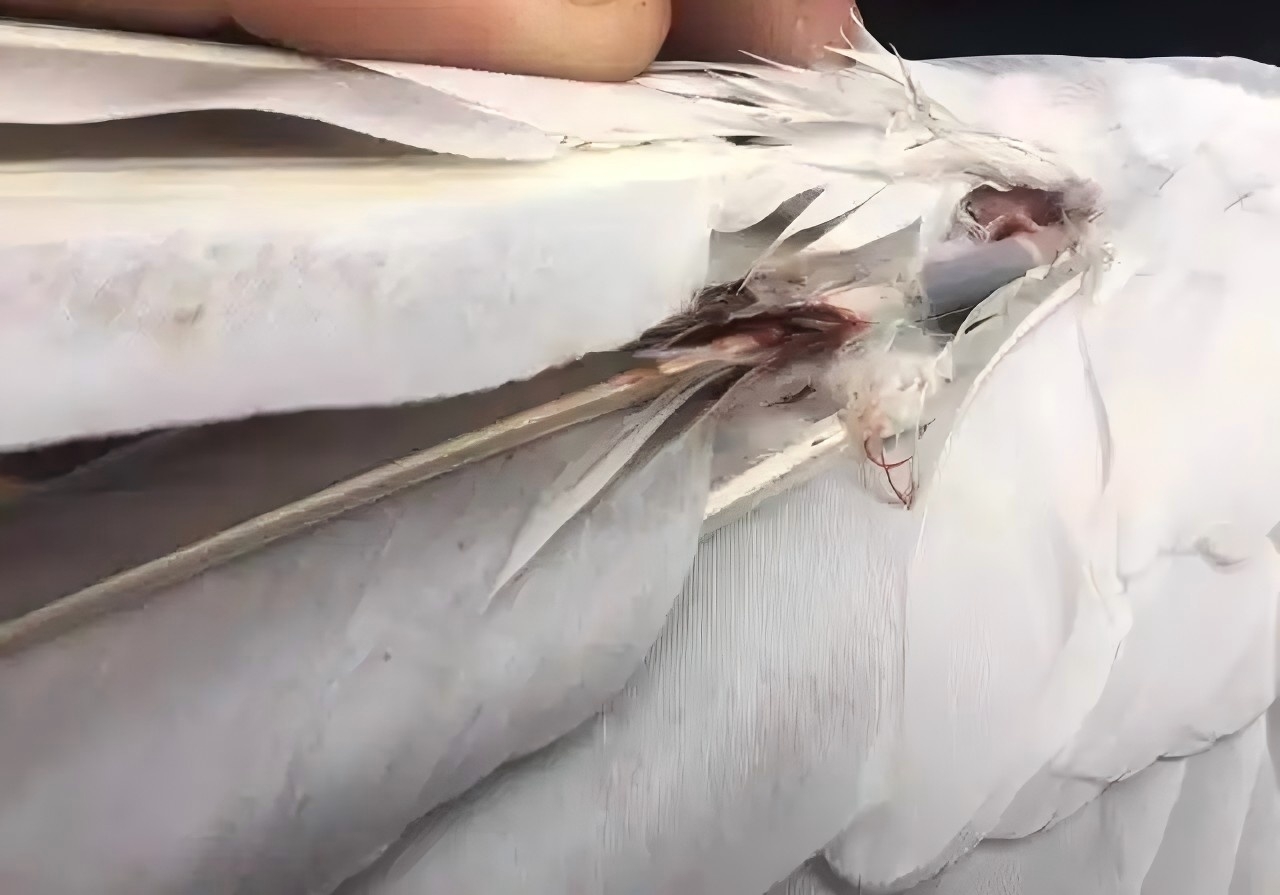 ��˫��Ѫ��ԭ���ͬ ���Ϊһ̸