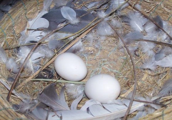 �����ָ��µ��� ��ѳ鵰ʱ��