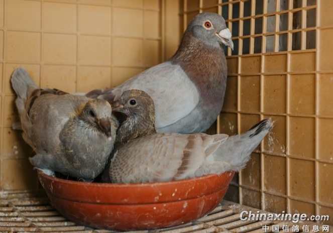 �����׸�ɳ��������׶�