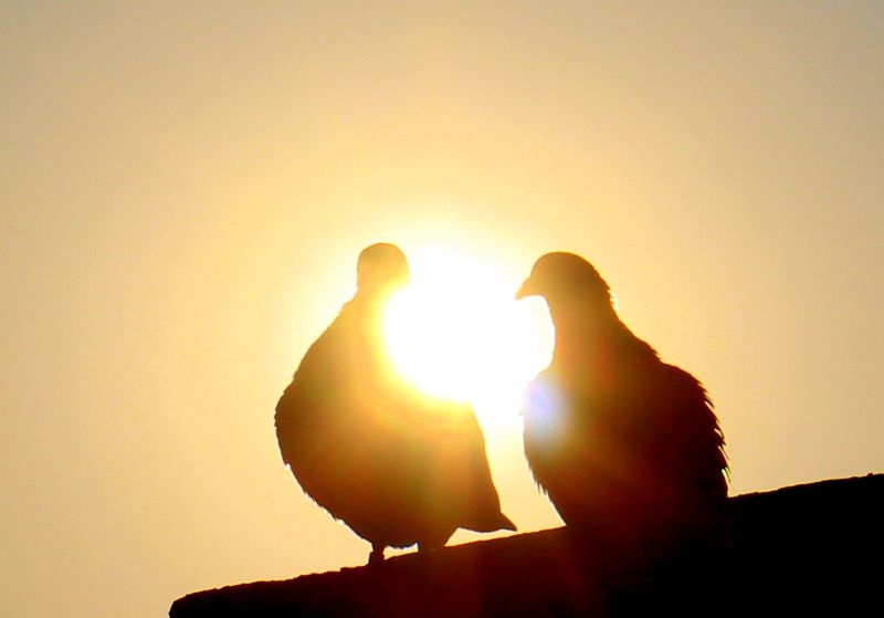 �����ɣ�������µ���ʮ�꣨С˵��