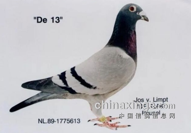 ��Щ������ĺø��Ӻ��Ӯ������ǧ��