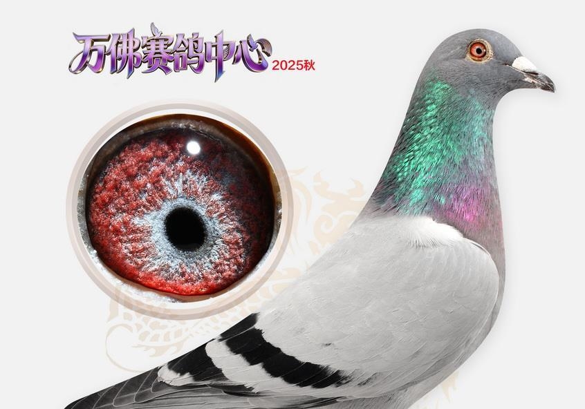 �عظ߷��� ��������£�������������񽱸�������