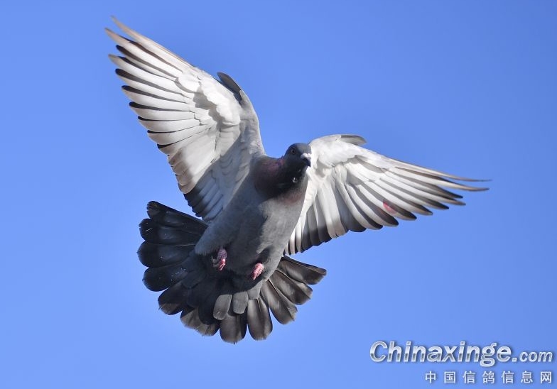 �ſ��� ����Ѫ�������Ŵ�����Ӱ��