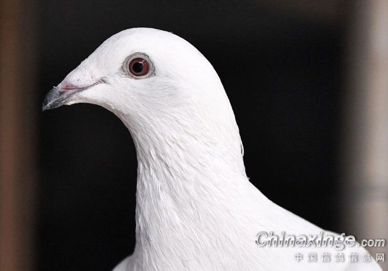 ��ɰ��һ���죿