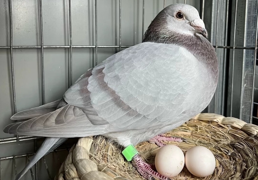 ûǮҲ�������� ��������ʵս��