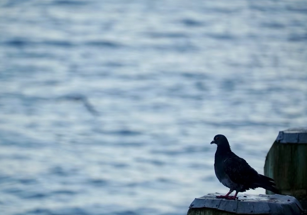 С˵�����ɣ�������µ���ʮ�꣨����