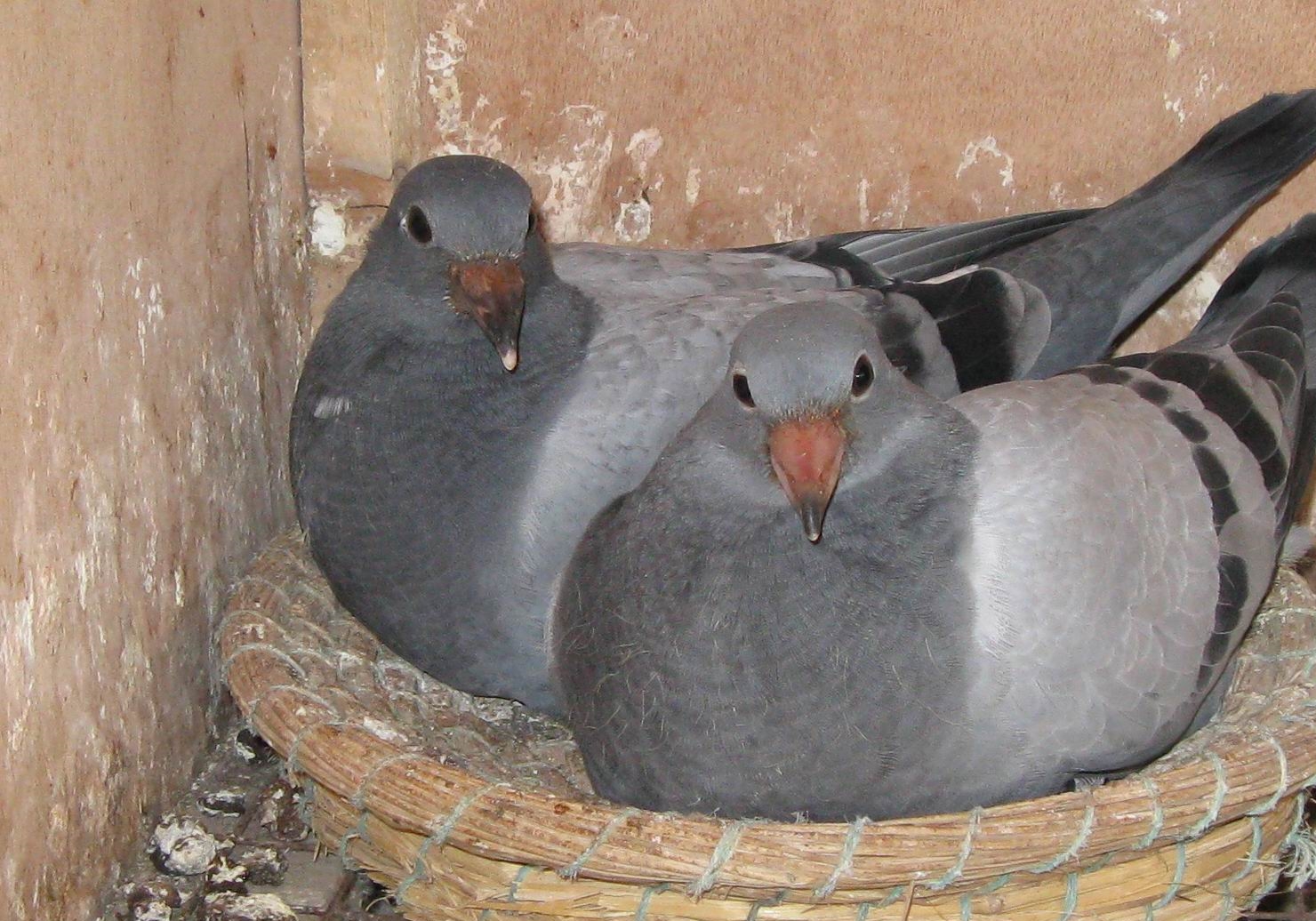 ��ķ�ı��׸����� û������