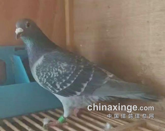 ɽ��ǧ��������ھ����ֱ�����