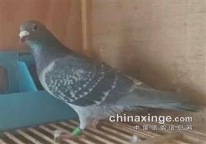 ɽ��ǧ��������ھ����ֱ�����