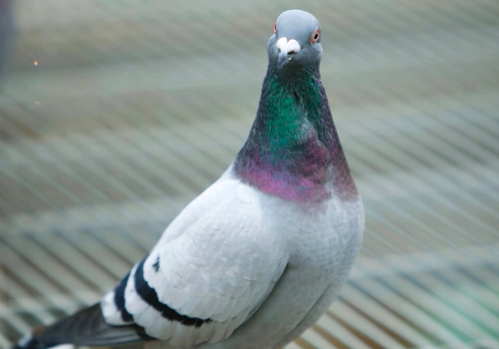 �й�Զ�����ٽ���ͨ��