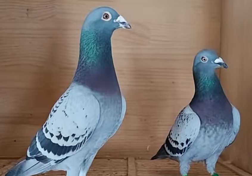 ����֮�Ҽ���ͬ��˫��˫����ô����