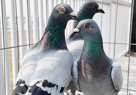 ��ʧ���������룺��ѵ����õ���ʦ