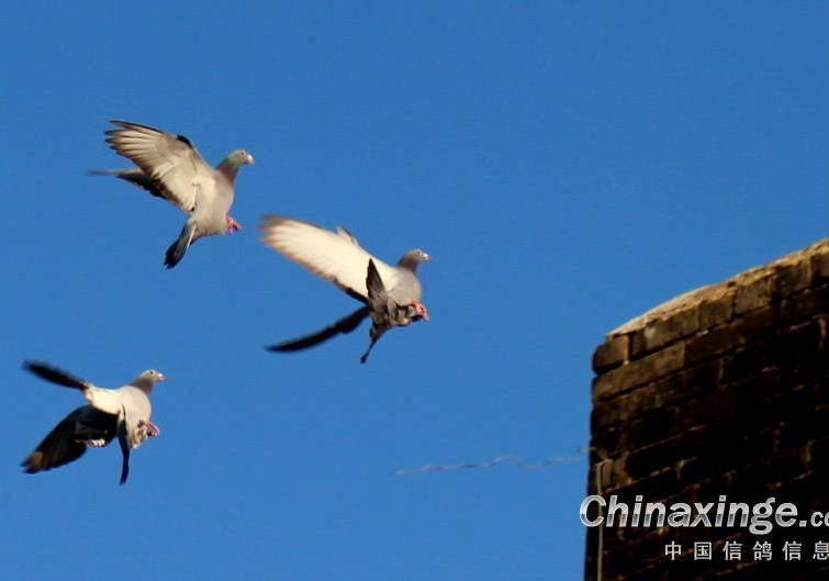 ����С˵�������ɣ����������������