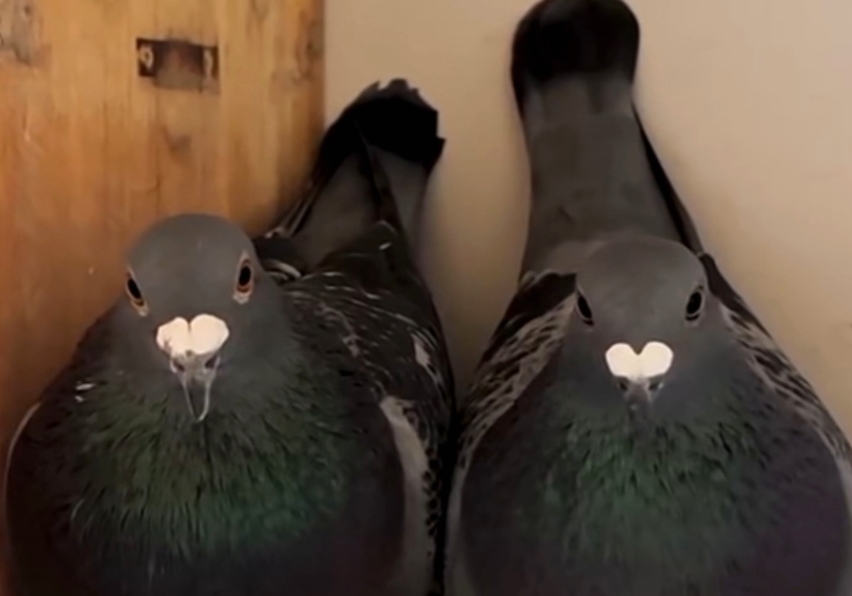 ���ָ���ι��� ���ڻ�����Ȼǿ