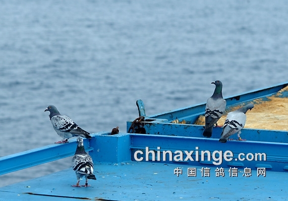 ����С˵�������ɣ���ģ�����Ծ��Ͽ