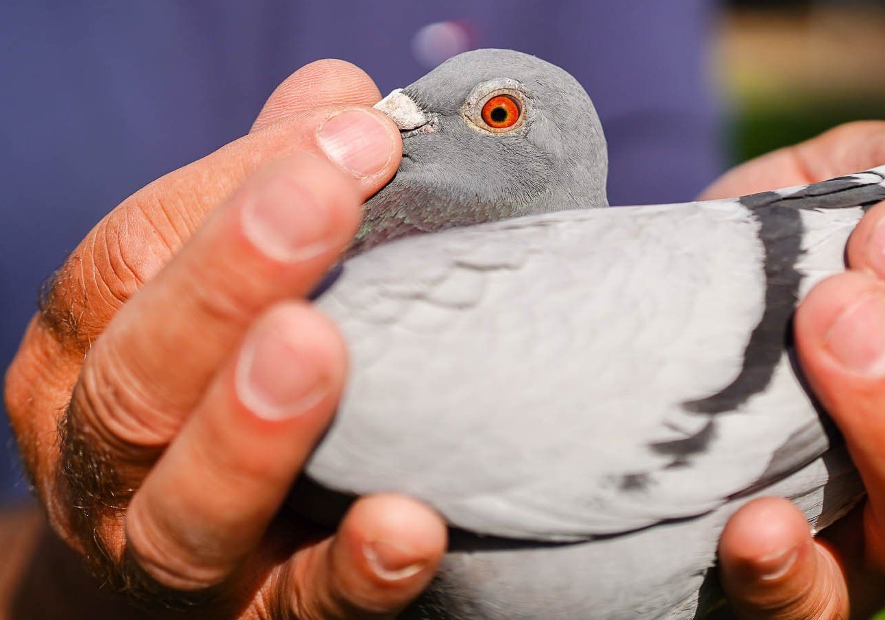 ƽ��һ��Ҫ��Բ����