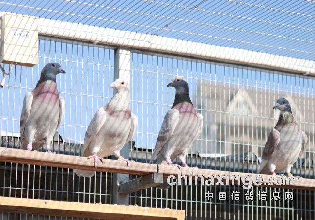 �������� �����벡���η���