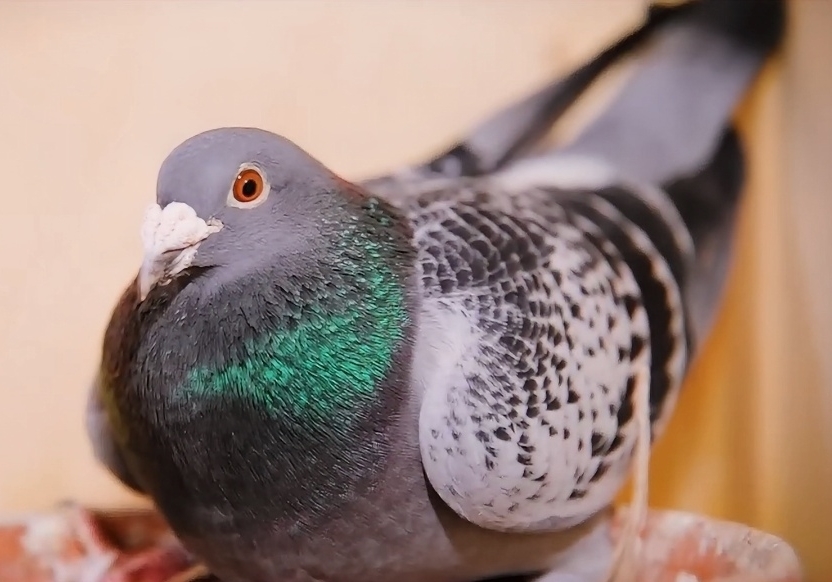 ����С˵�������ɣ���ߣ�����ŷ�޸�