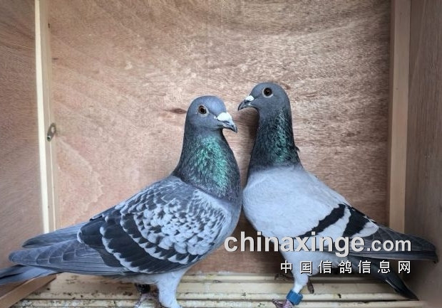 ���ӳٳٲ����� �������ӹ���ʱ��