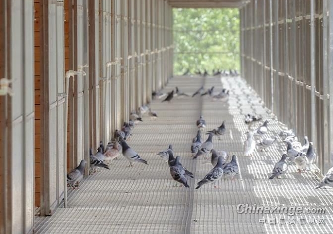 ����С˵�������ɣ���ţ����������