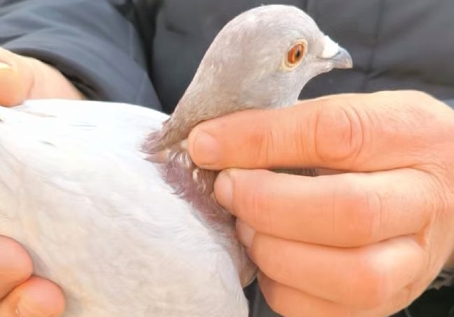 ѪͳΪ�� ����ǧ��������ǿ��������ɽ