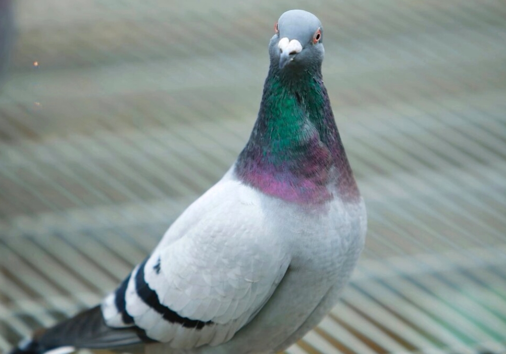 ���ۣ������ǡ���ҩ�����ǡ����桱��