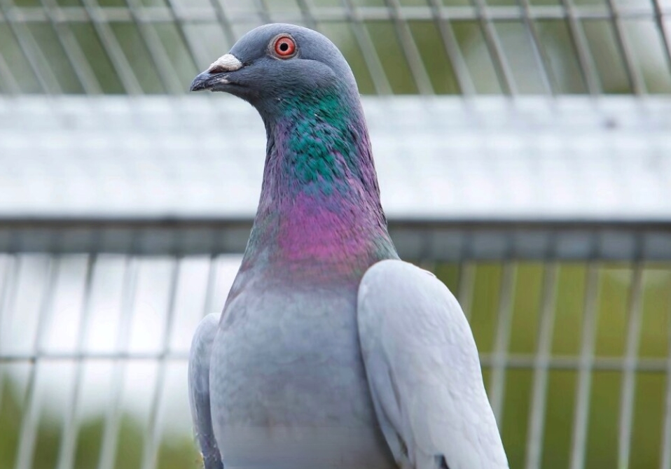 ��μ������ʣ�һƪϸ�ھ������