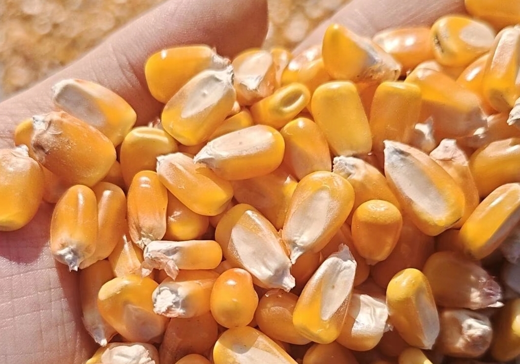 ����ι��ι���ף���������˵����