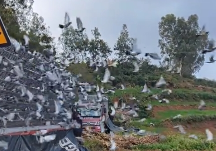 ����VS�㶫����ʡ���������������