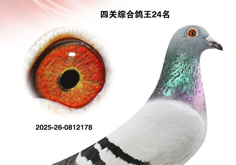 �����ܽ᣺�����Ĺظ���8��