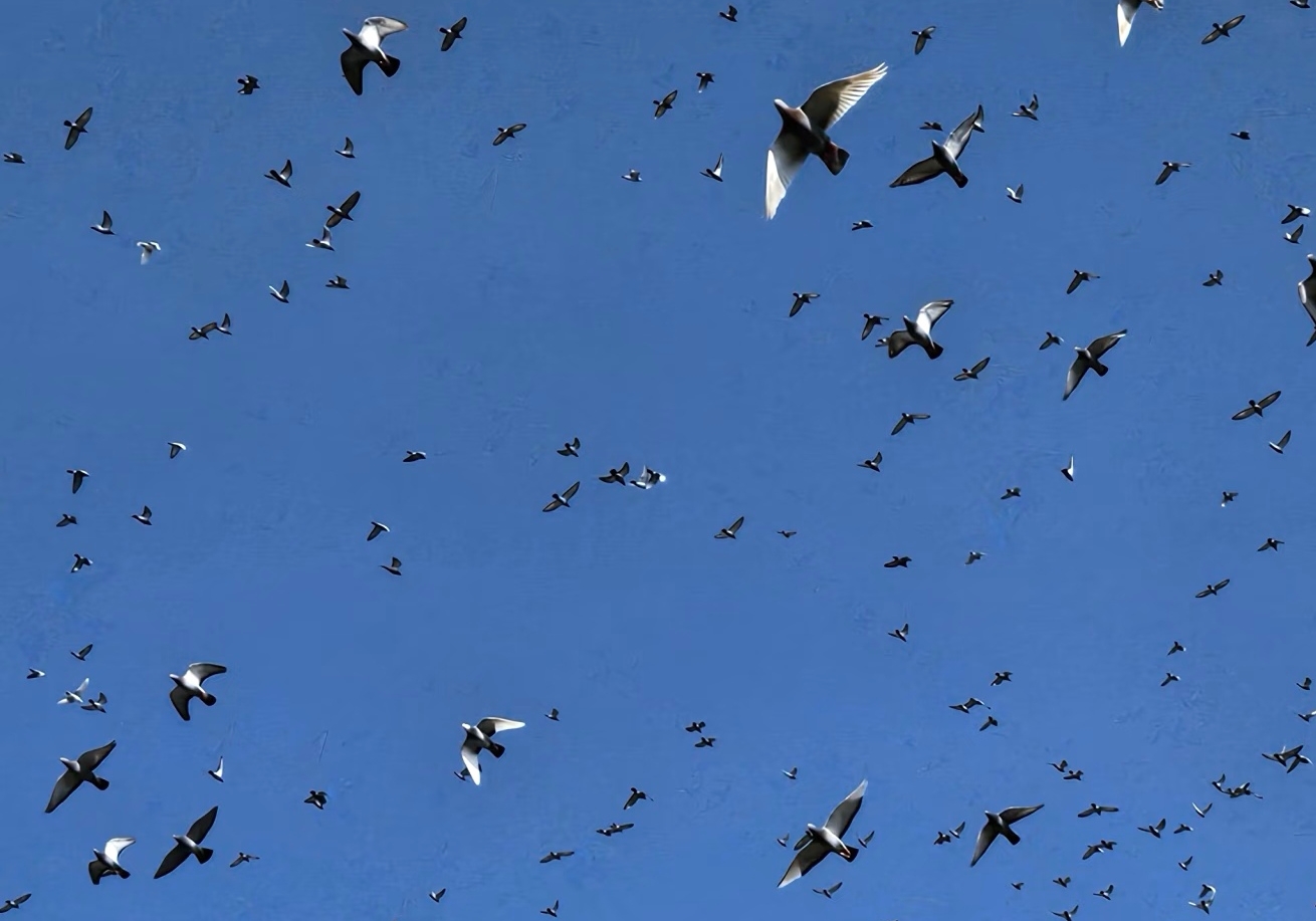 ����������Ϯ���̣��߷������ױ���