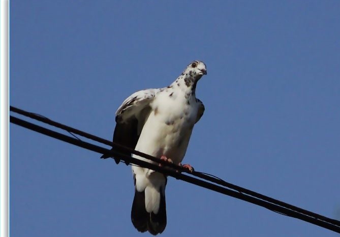 ������ʤ�������벻���������