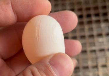 ĸ�������ö�䵰��