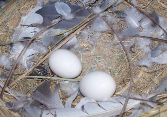 �Ƹ���»��ε���ԭ��������