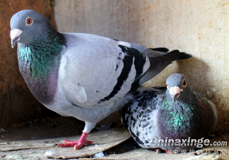 �������ֱؿ����˽�����ķ���