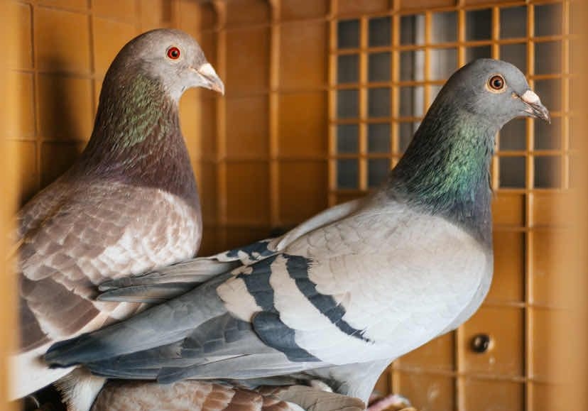 �����ݵĸ��� �����׸������ߣ�