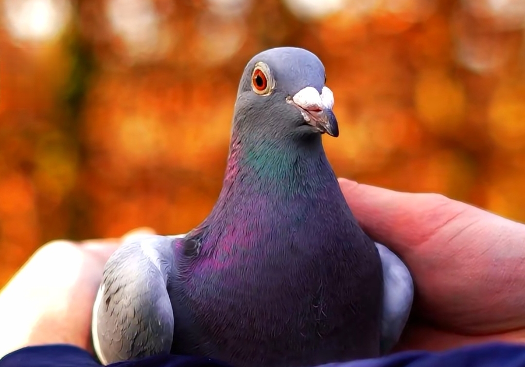 ��˹���ڣ��ٶ����Ȼ�6��ھ�