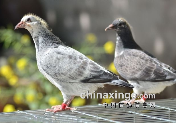 ���ӽ������Ѫ