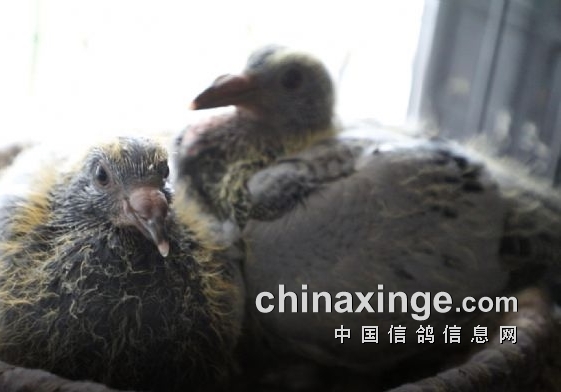 �׸������ѵĿ�ѧ������ϵͳ����������