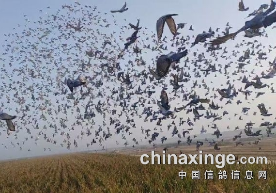 ����1684 �������������շ�վ����