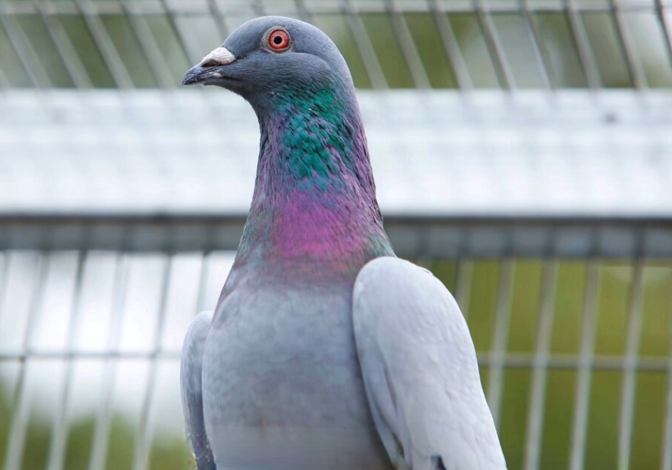 ��������������������ܷɶ�Զ��19����֪