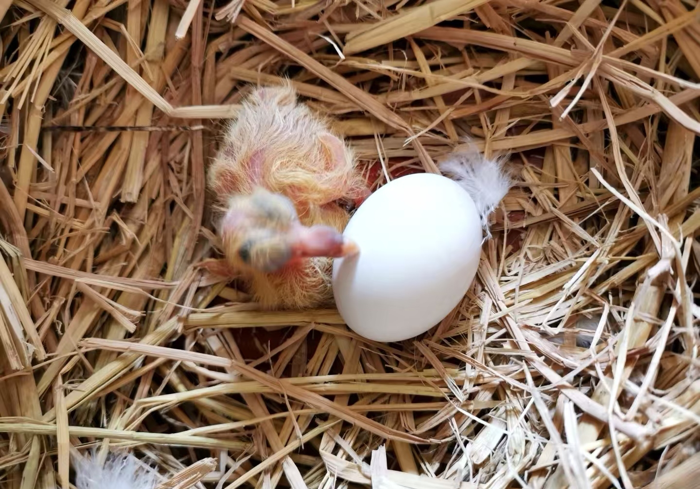 �Ը񻥲�������ɼ���������Ѫͳ��