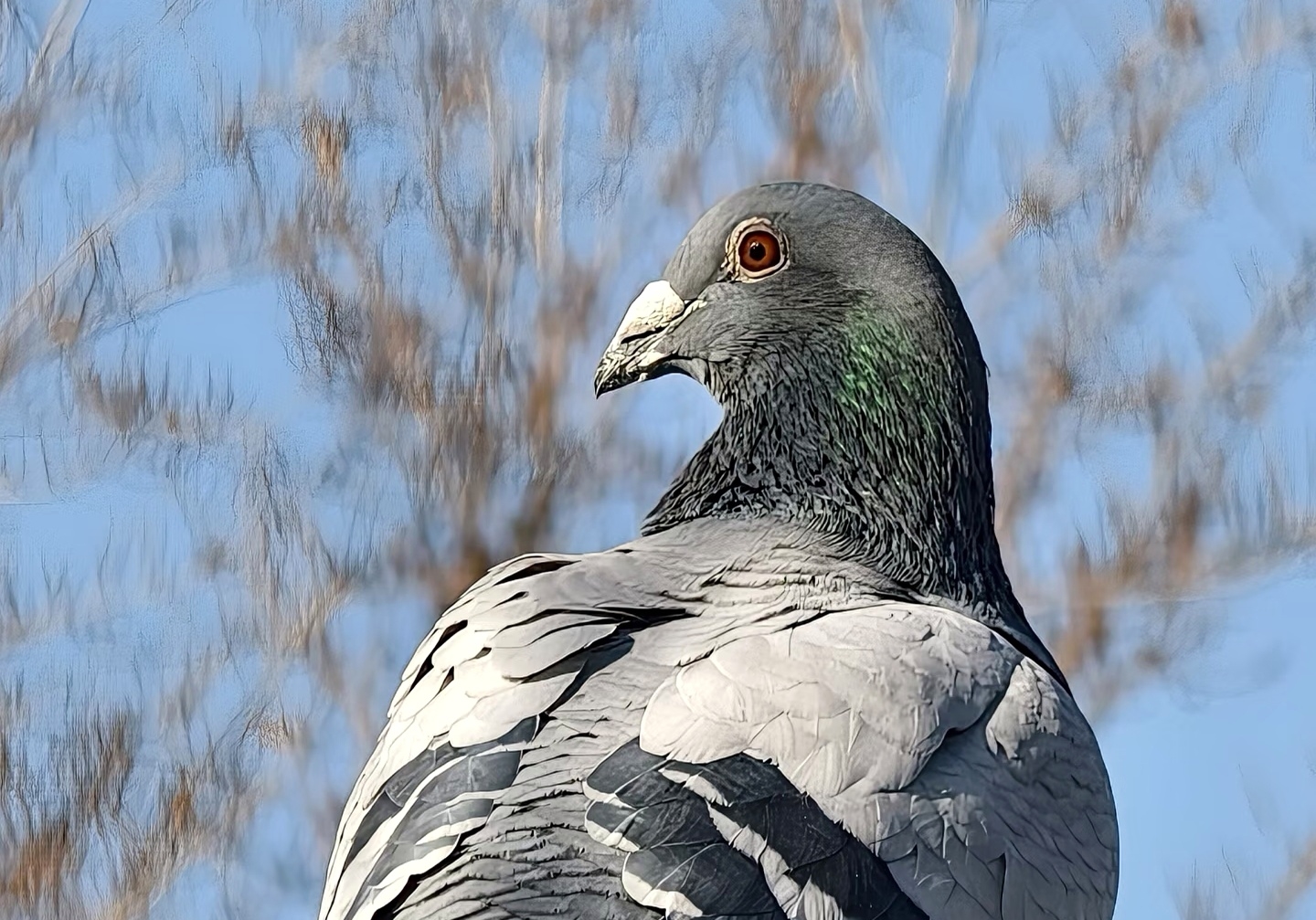 ��Ժ��嵭ι�� �Ƹ뷴��������