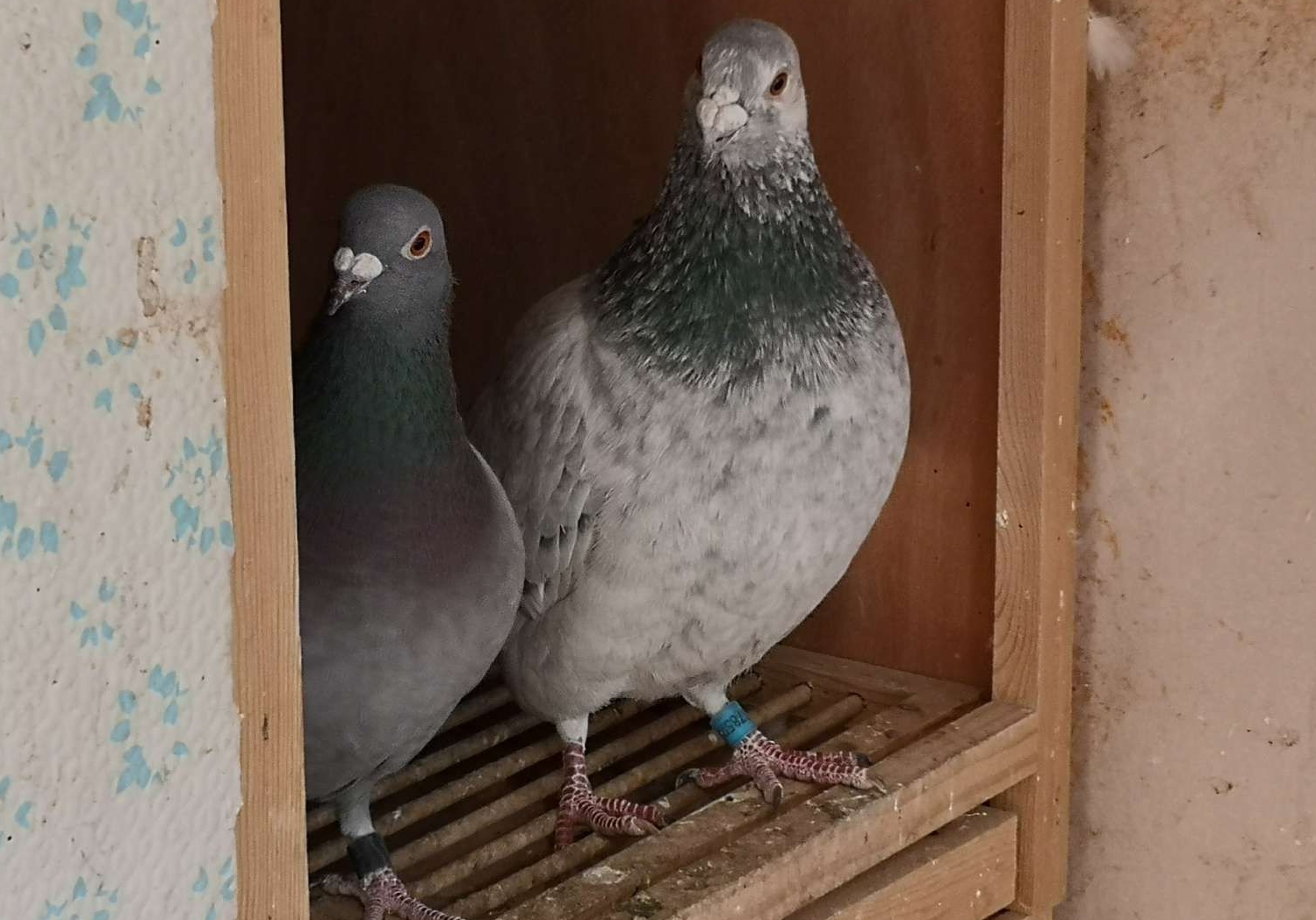 ��������߻� ����ֻ����㣿