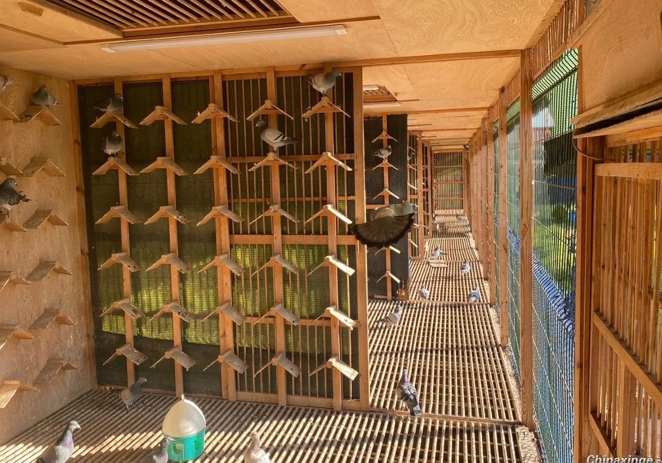 ��ѡ�׸룺�ҵļ���ʵ�ù۲취