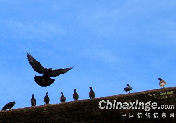 ����ɻ����˶���ƣ�ͻָ�ָ��