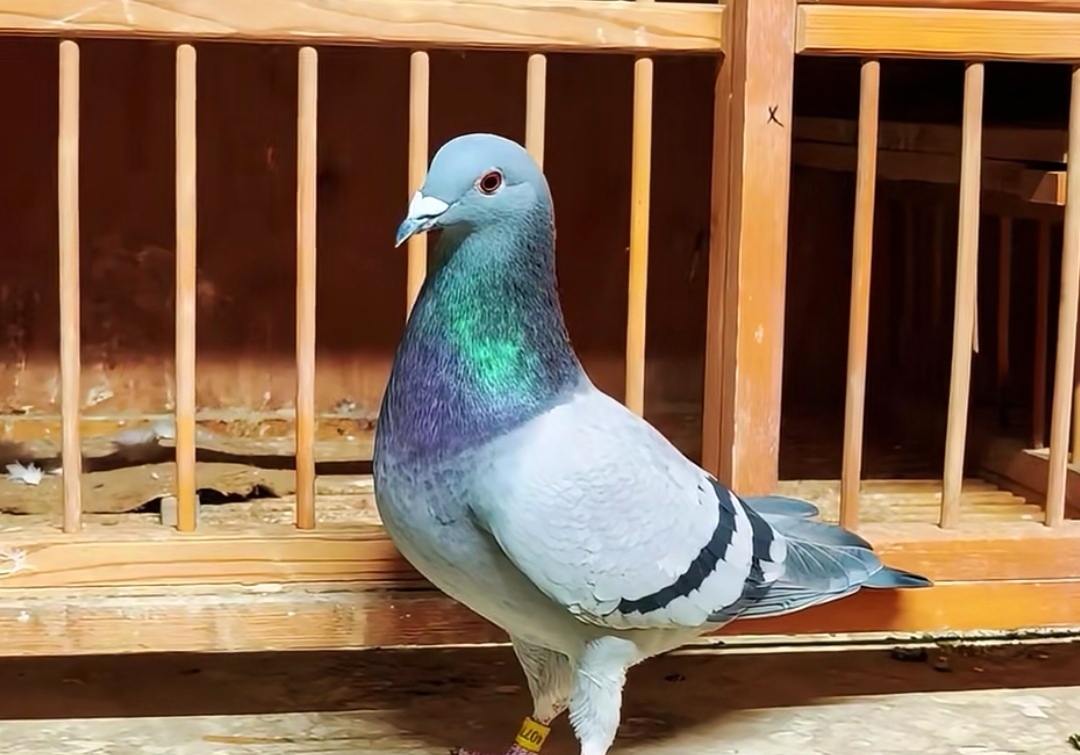 �׸벻���������ʵ���ǹ�����©��