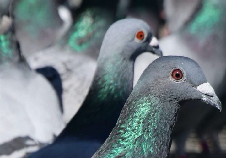 ��ɼ����Ӵ��翪ä�У���ʮ���ϸ���˵�����ﻰ