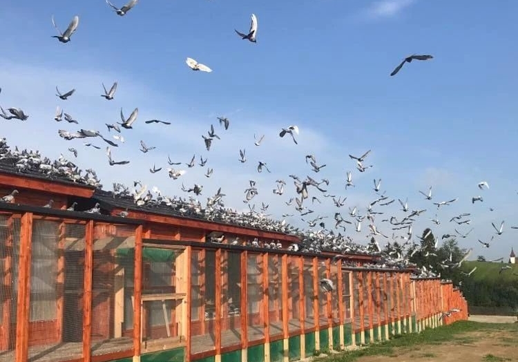 ����Ҫѡ��ʱ�������½��ɼ�����ã�